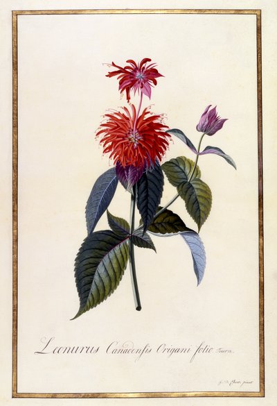 ओस्वेगो टी प्लांट, c.1740 (हाथ से रंग की नक्काशी) द्वारा जॉर्ज डायोनिसियस एह्रेत